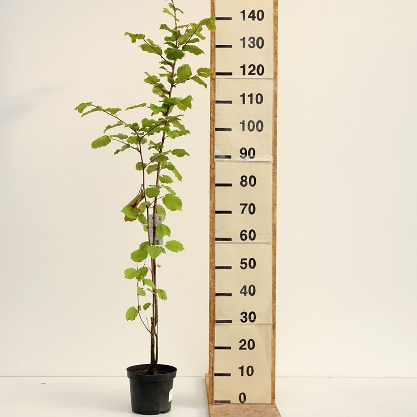 Exemplaar van Corylus avellana blote wortel - Hazelaar Pot van 2 l/3 l zoals geleverd in de zomer