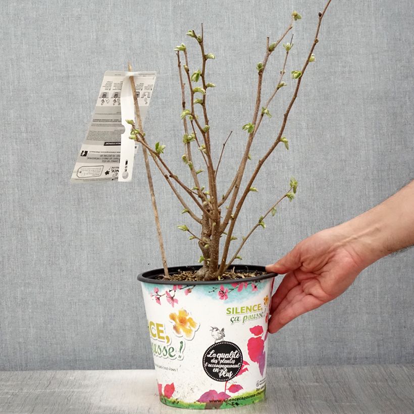 Exemplaar van Hazelaar Longue d'Espagne Pot van 3 l/4 l, Struik zoals geleverd in de lente