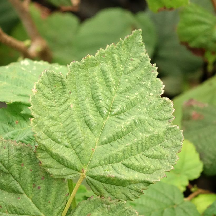 Hazelaar Longue d'Espagne (Blad)