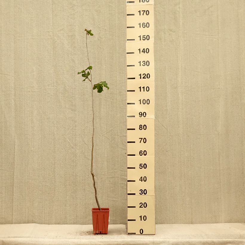 Exemplaar van Hazelaar Tonda Gentile Romana Pot van 1,5 l/2 l zoals geleverd in de herfst