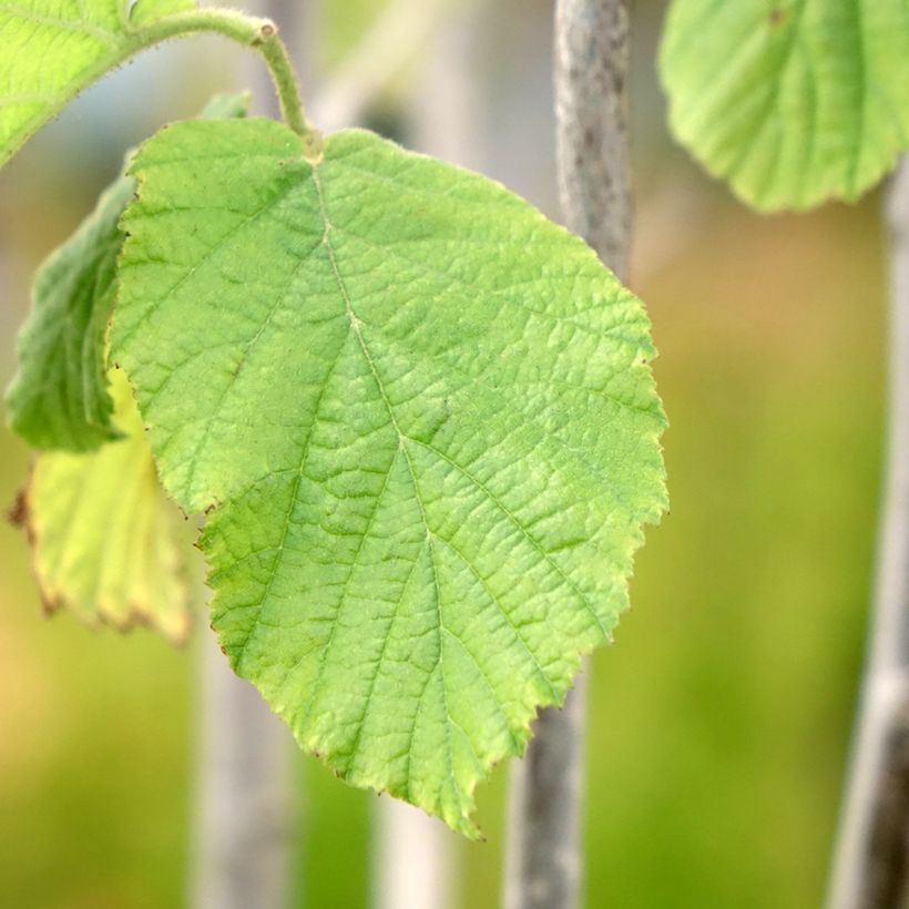 Hazelaar Tonda Gentile Trilobata (Blad)