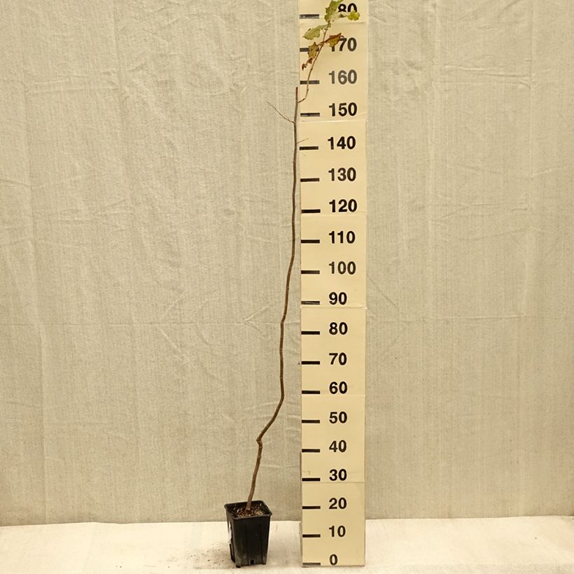 Exemplaar van Noisetier - Corylus avellana Tonda Gentile Trilobata Pot de 1,5L/2L zoals geleverd in de herfst