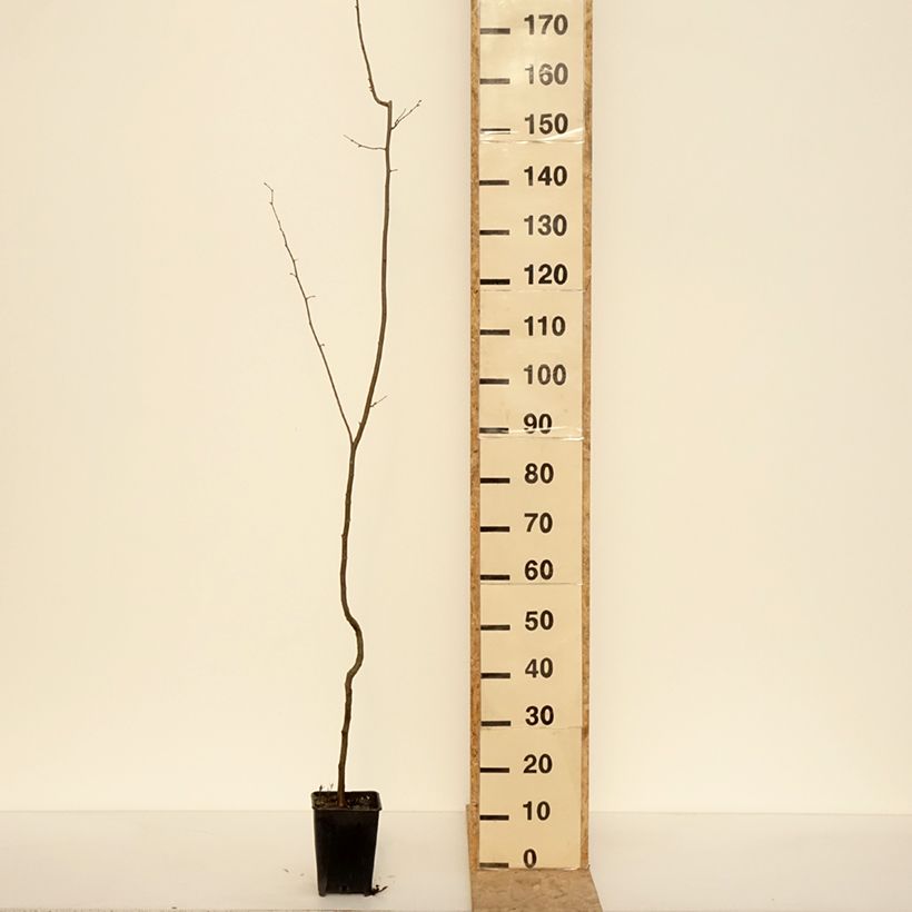 Exemplaar van Noisetier - Corylus avellana Tonda Gentile Trilobata Pot van 1,5 l/2 l zoals geleverd in de winter