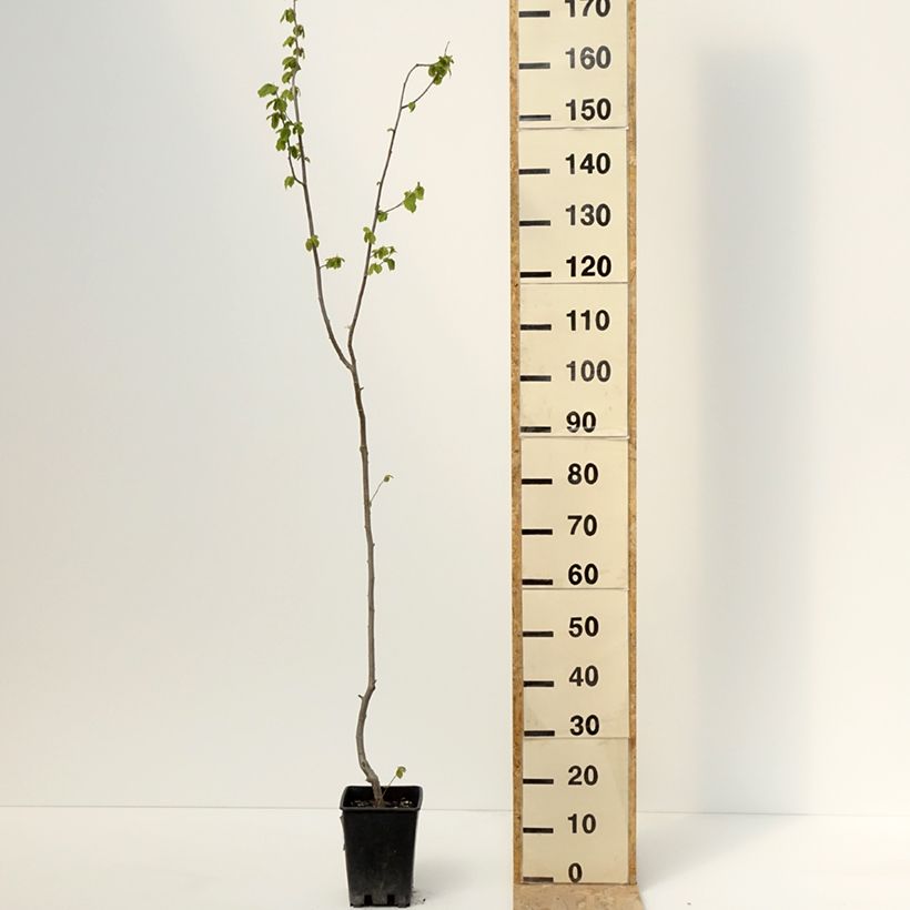 Exemplaar van Hazelaar Tonda Gentile Trilobata Pot van 1,5 l/2 l zoals geleverd in de lente