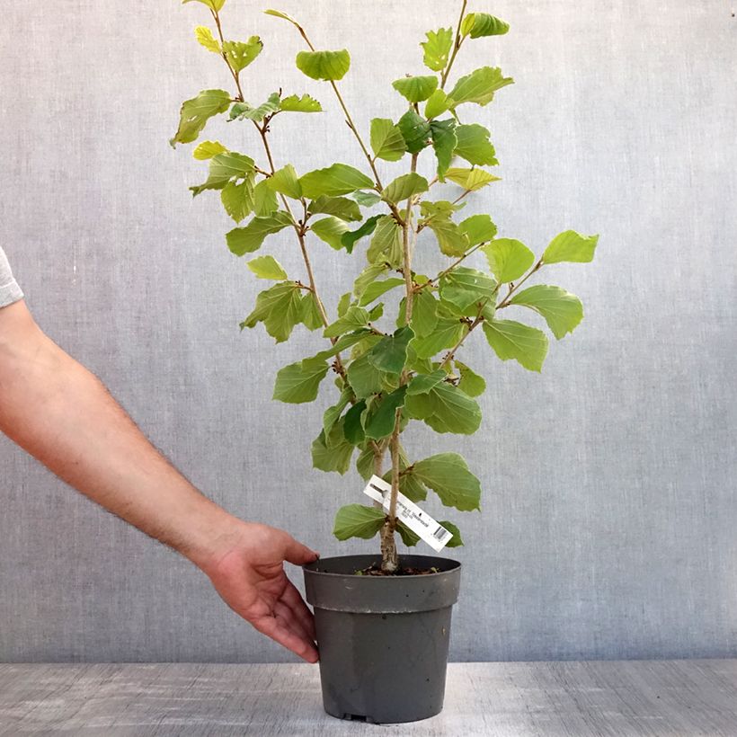 Exemplaar van Hamamelis intermedia Westerstede - Toverhazelaar Pot van 3 l/4 l zoals geleverd in de zomer