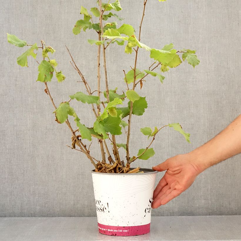 Exemplaar van Hazelaar Fertile de Coutard Pot van 3 l/4 l, Struik zoals geleverd in de zomer