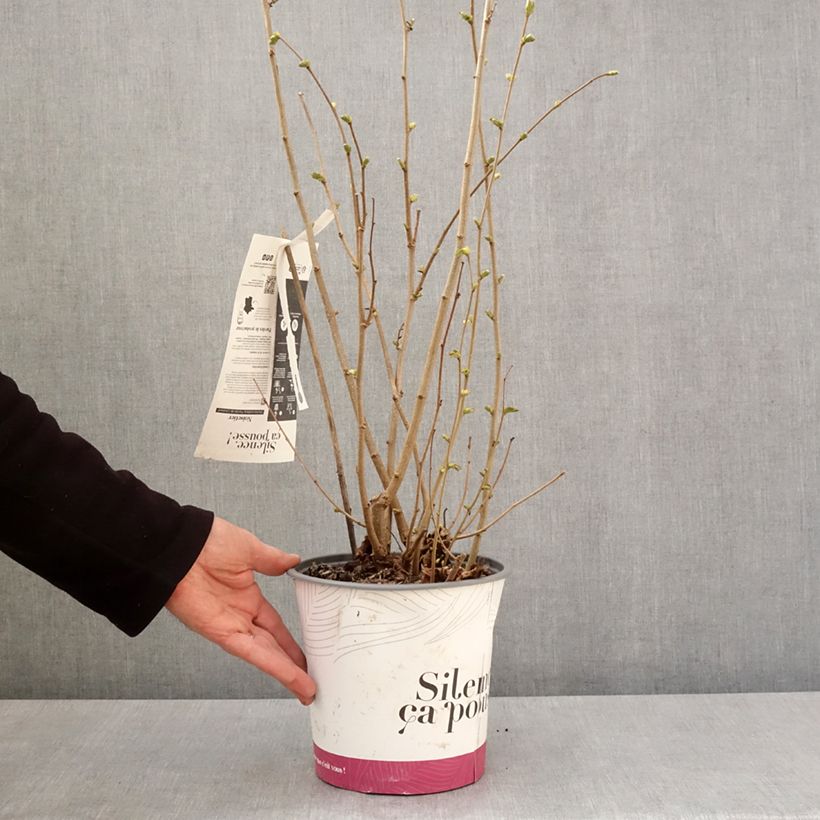 Exemplaar van Hazelaar Fertile de Coutard Pot van 3 l/4 l, Struik zoals geleverd in de lente