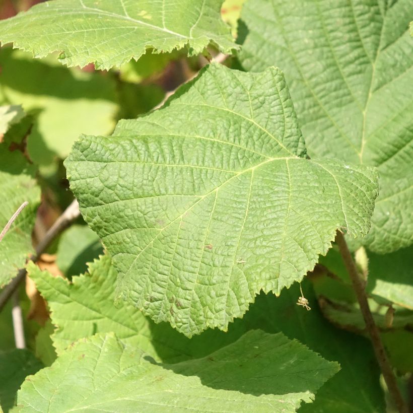 Hazelaar Fertile de Coutard (Blad)