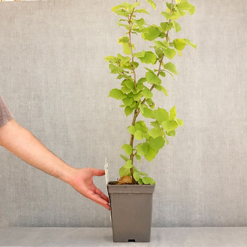 Exemplaar van Lambertsnoot Géant de Halle Pot van 4 l/5 l, Struik zoals geleverd in de zomer
