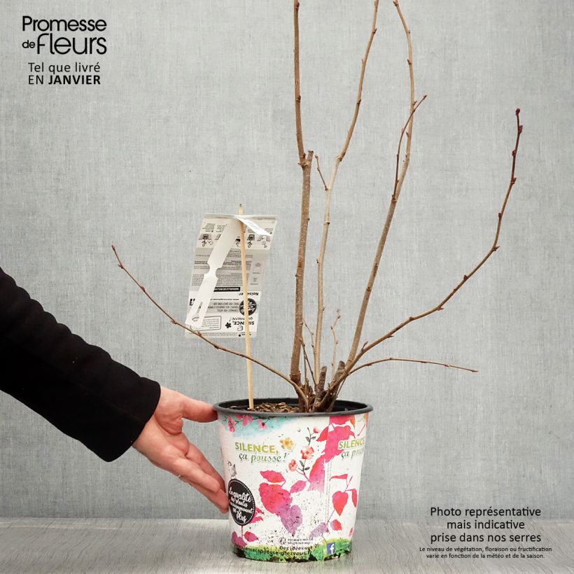 Exemplaar van Lambertsnoot Géant de Halle Pot van 4 l/5 l, Struik zoals geleverd in de winter