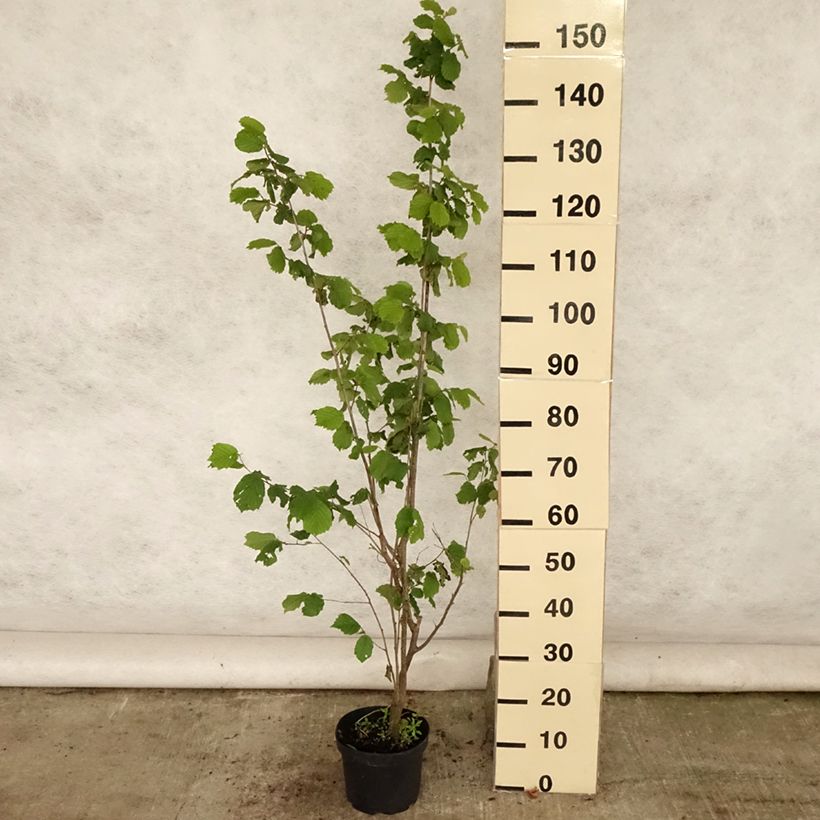 Exemplaar van Lambertsnoot Géant de Halle Pot van 2 l/3 l zoals geleverd in de zomer