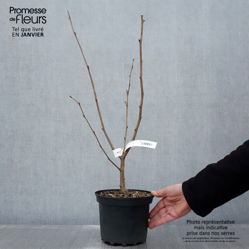 Exemplaar van Lambertsnoot Géant de Halle Pot van 2 l/3 l zoals geleverd in de winter