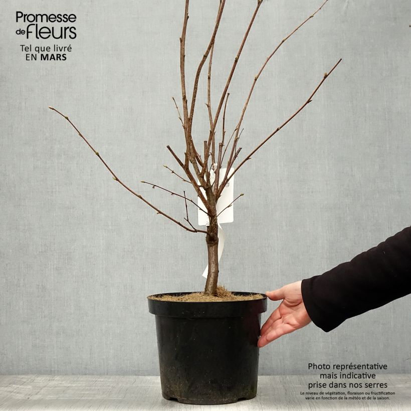 Exemplaar van Lambertsnoot Géant de Halle Pot van 7,5 l/10 l zoals geleverd in de lente