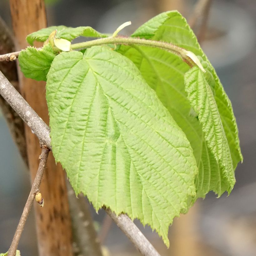 Corylus avellana Pendula - Hazelaar (Blad)