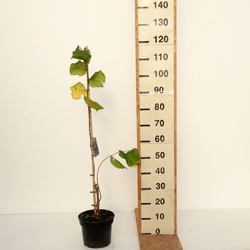 Example of Noisetier pleureur - Corylus avellana Pendula Pot van 4 l/5 l as you get in automne