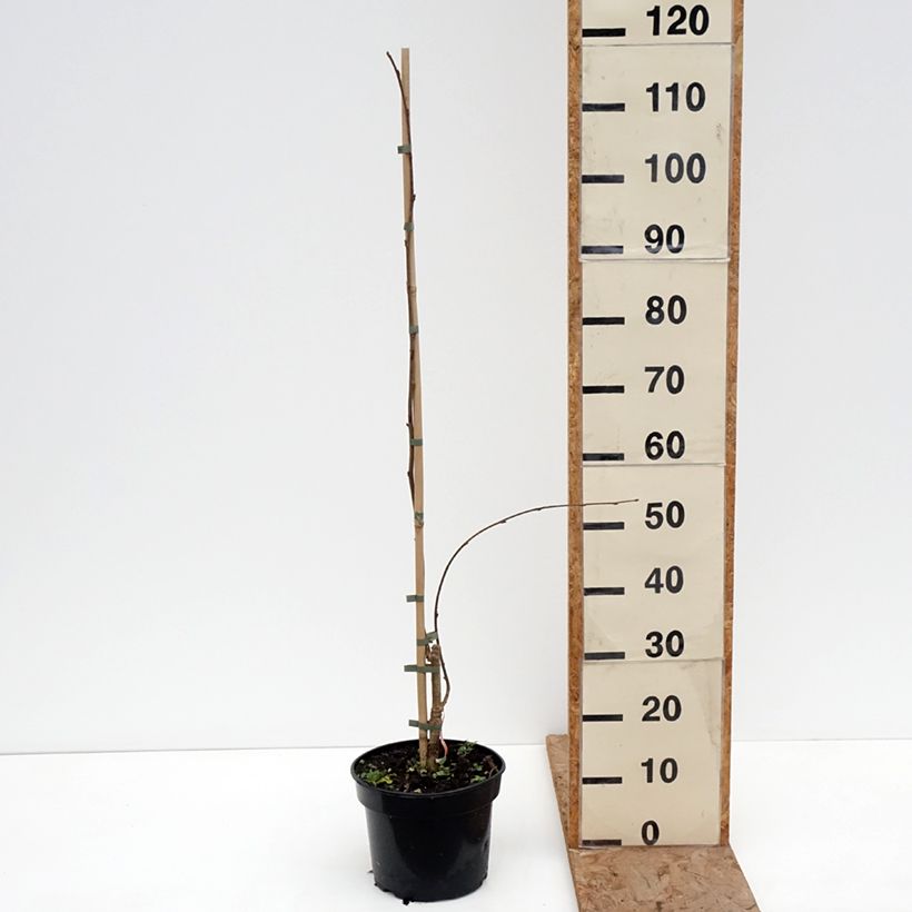 Exemplaar van Corylus avellana Pendula - Hazelaar Pot van 4 l/5 l zoals geleverd in de winter