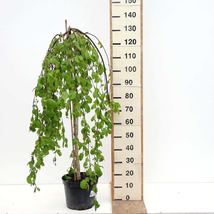 Exemplaar van Corylus avellana Pendula - Hazelaar Pot van 7,5 l/10 l zoals geleverd in de lente