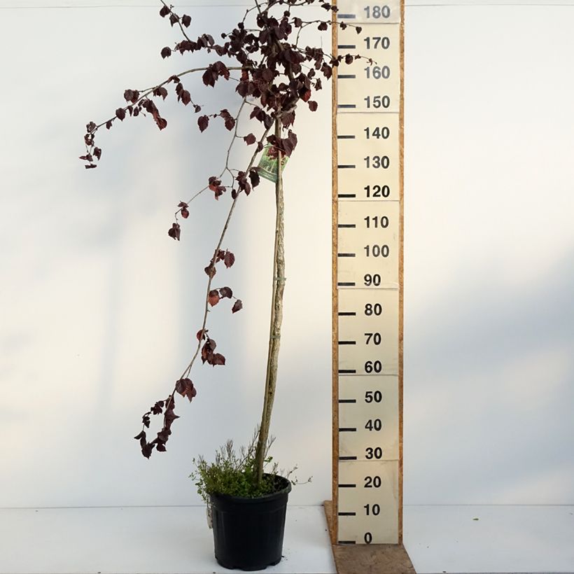 Exemplaar van Corylus avellana Purple Umbrella - Hazelaar Pot van 12 l/15 l zoals geleverd in de lente