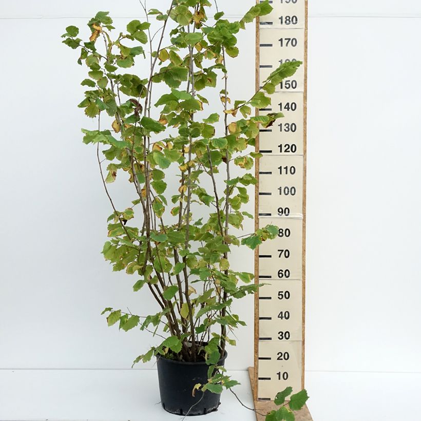 Example of Noisetier Syrena - Corylus avellana Pot van 12 l/15 l as you get in ete