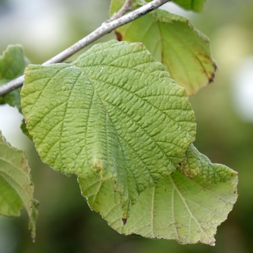 Hazelaar Tonda Gentile Romana (Blad)