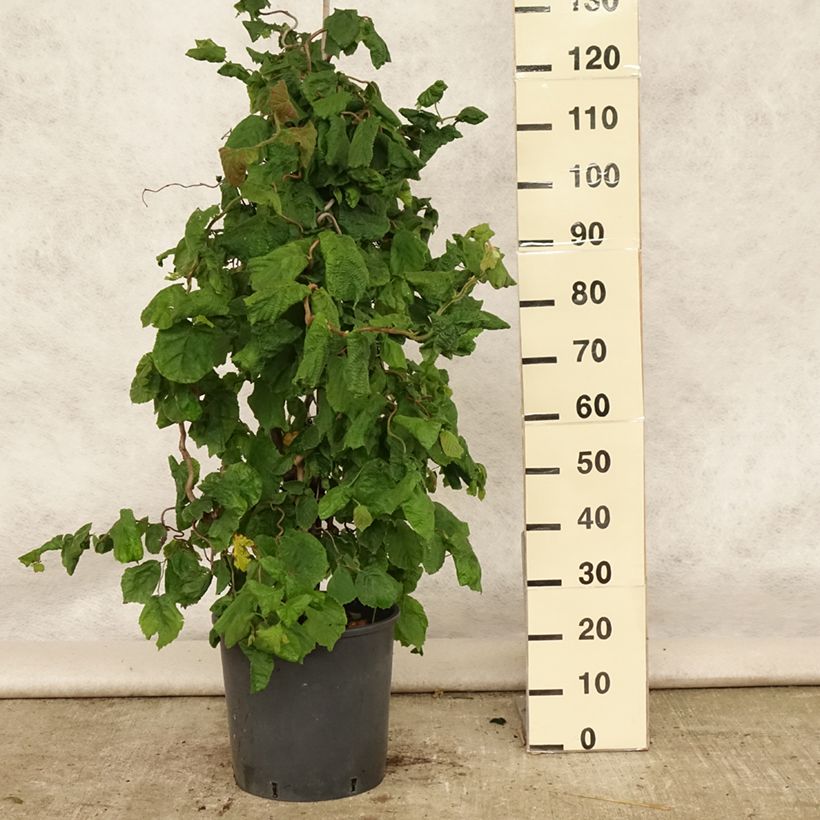 Exemplaar van Corylus avellana Contorta - Hazelaar Pot van 12 l/15 l zoals geleverd in de zomer