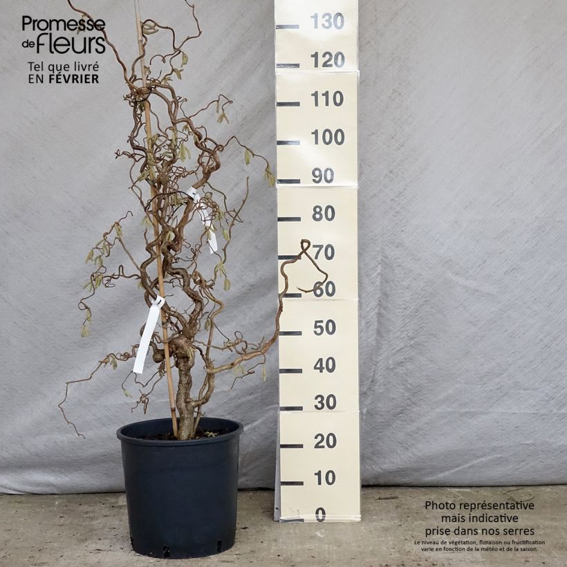 Example of Noisetier tortueux - Corylus avellana Contorta Pot van 12 l/15 l as you get in hiver