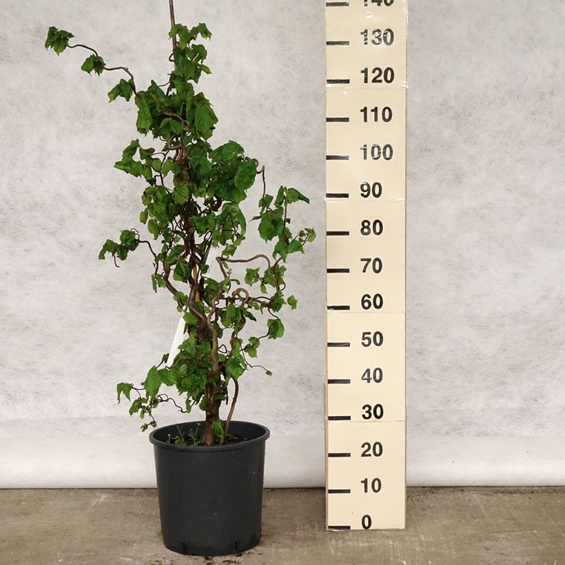 Exemplaar van Corylus avellana Contorta - Hazelaar Pot van 12 l/15 l zoals geleverd in de lente