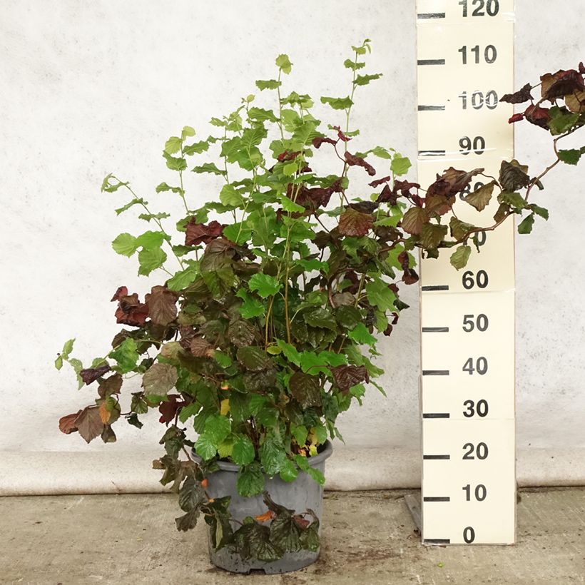 Exemplaar van Corylus avellana Red Majestic - Hazelaar Pot van 12 l/15 l zoals geleverd in de zomer