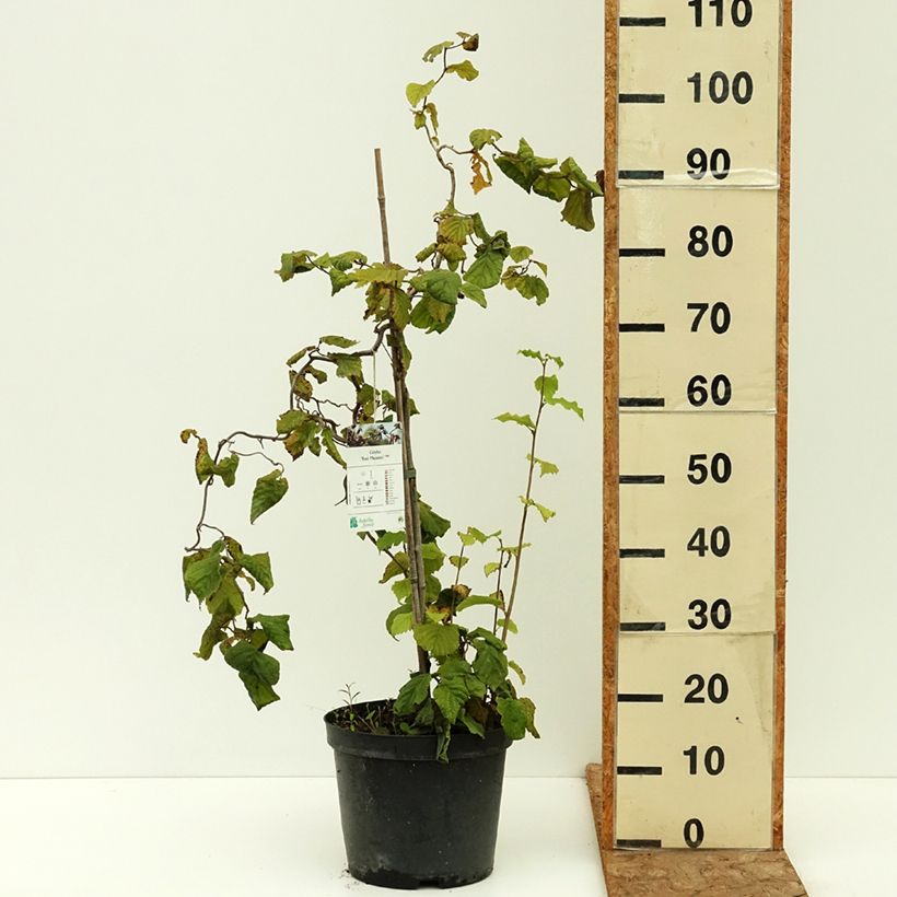 Exemplaar van Corylus avellana Red Majestic - Hazelaar Pot van 3 l/4 l, Stengel zoals geleverd in de zomer
