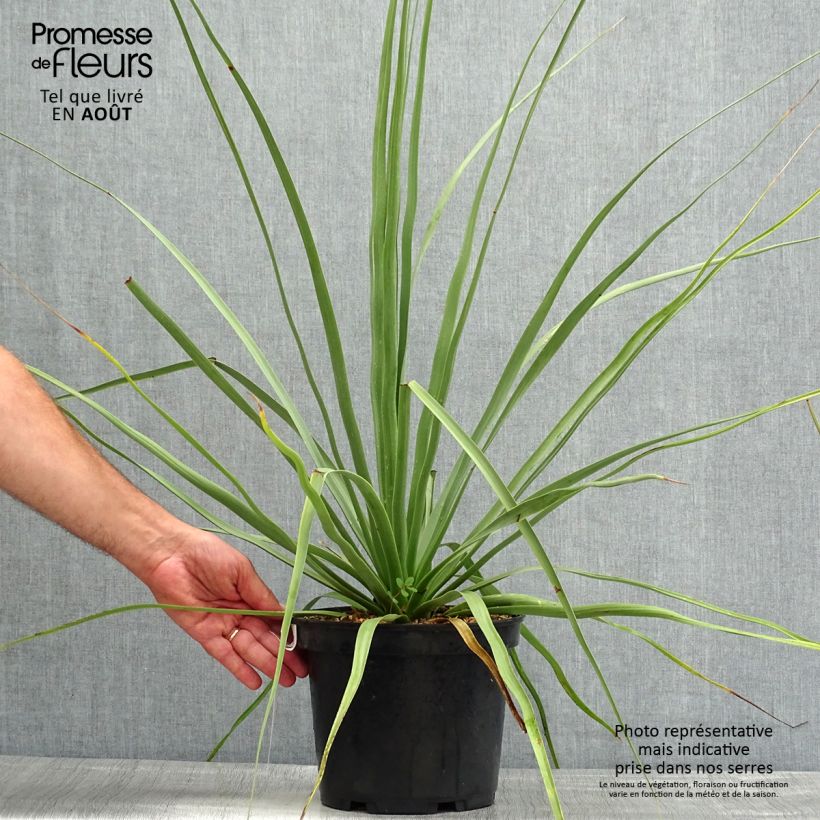 Exemplaar van Nolina nelsonii - Blauw beregras Pot van 3 l/4 l zoals geleverd in de zomer