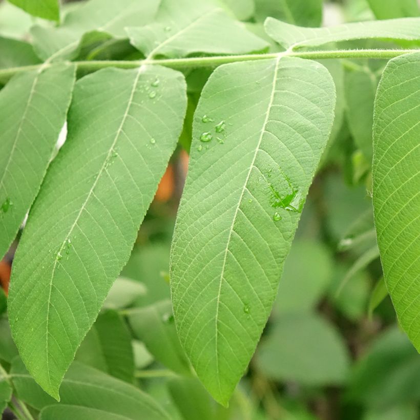 Grijze walnoot - Juglans cinerea (Blad)