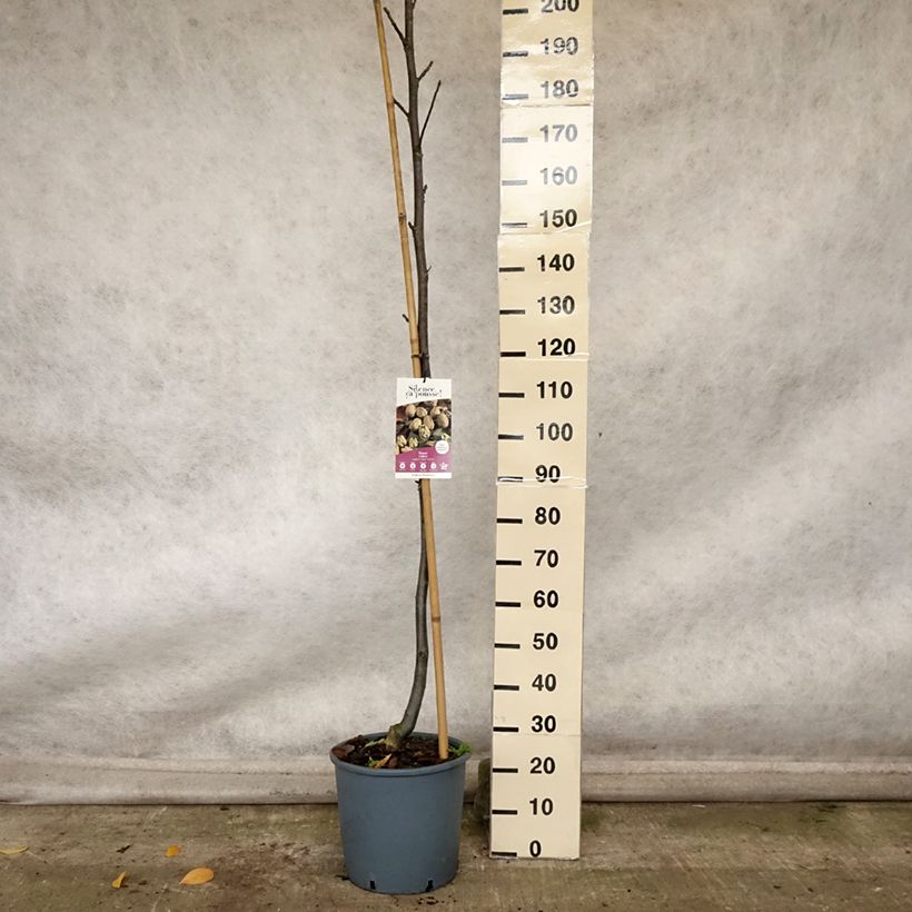 Exemplaar van Walnoot Corne du Périgord Pot van 18 l/20 l, Kroonhoogte zoals geleverd in de herfst