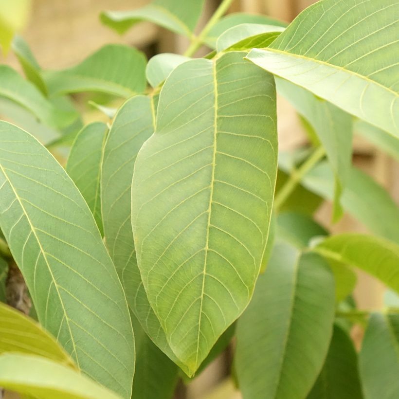 Walnoot Corne du Périgord (Blad)