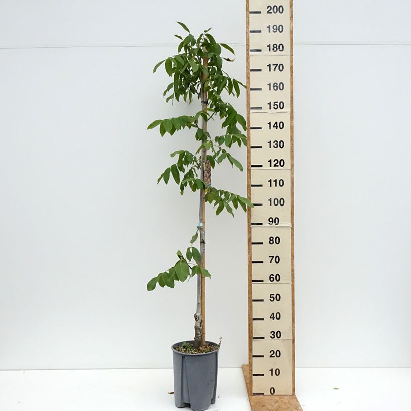 Exemplaar van Walnoot Chandler Pot van 7,5 l/10 l, Half-hoge stam zoals geleverd in de zomer