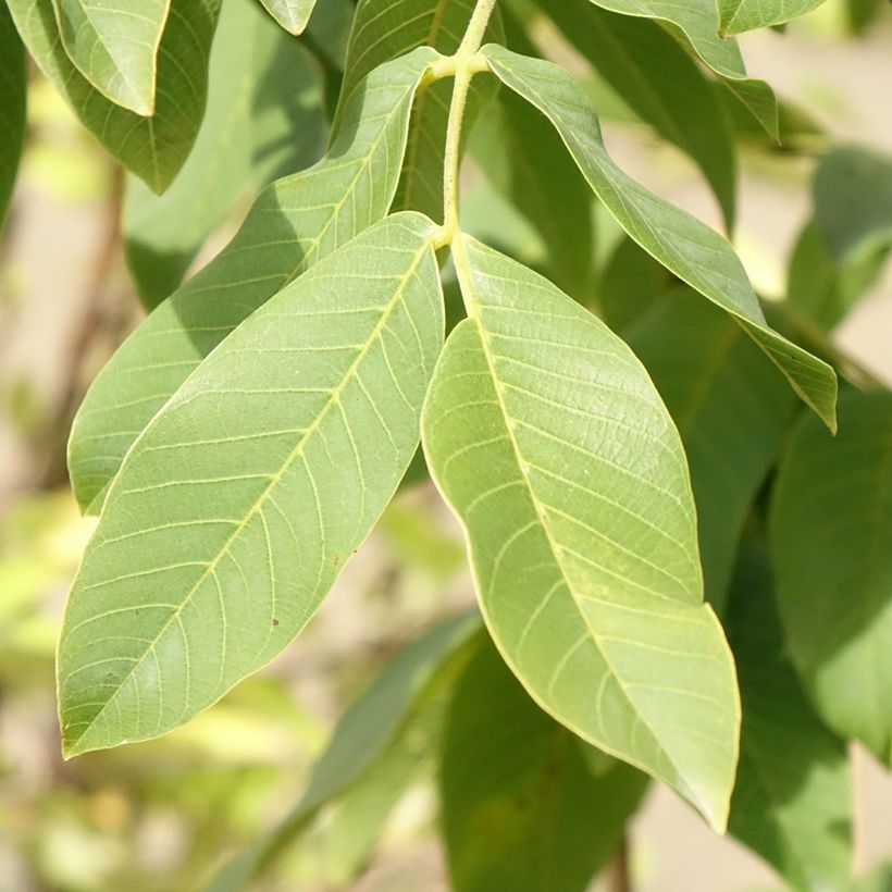 Walnoot Chandler (Blad)