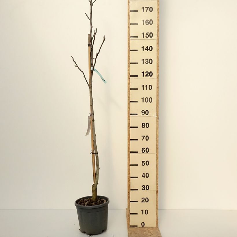 Exemplaar van Walnoot Fernor Pot van 7,5 l/10 l, Half-hoge stam zoals geleverd in de winter