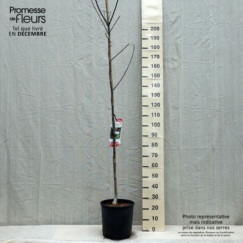 Exemplaar van Walnoot Purpurea Pot van 18 l/20 l, Kroonhoogte zoals geleverd in de winter