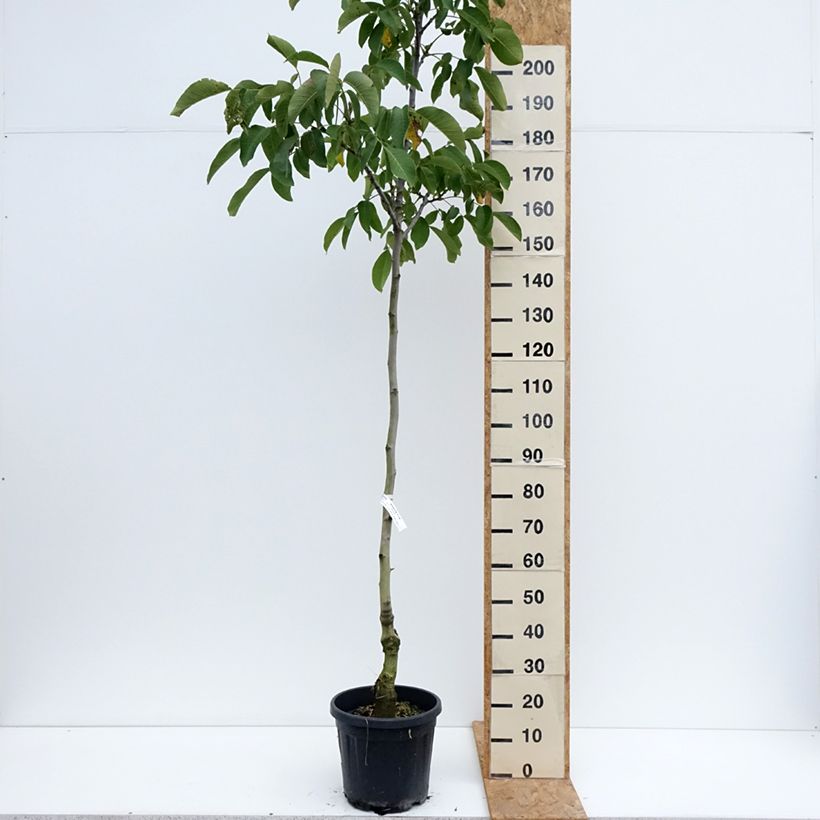 Exemplaar van Walnoot Mayette Pot van 12 l/15 l, Kroonhoogte zoals geleverd in de zomer