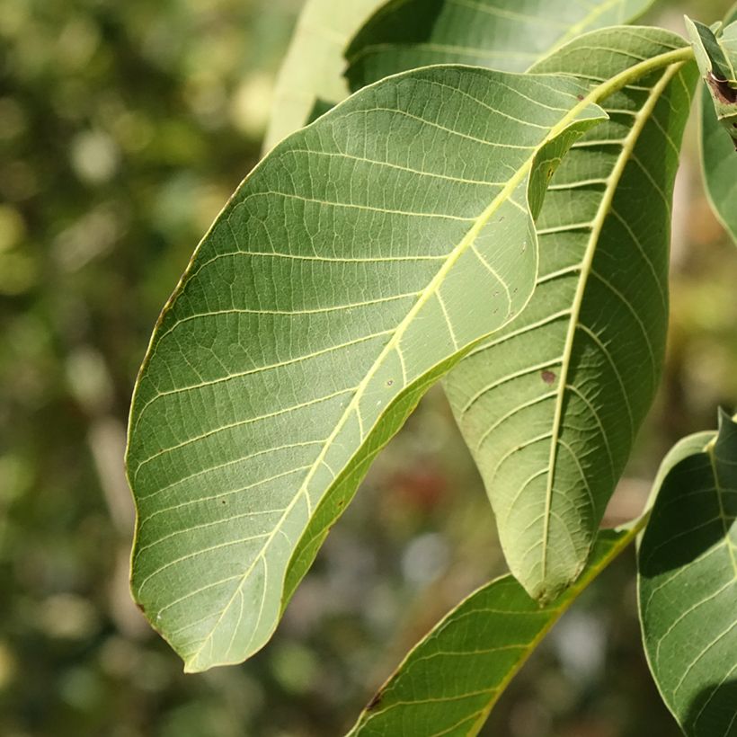 Walnoot Mayette (Blad)