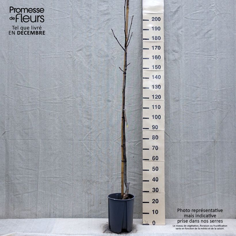 Exemplaar van Walnoot Franquette Pot van 7,5 l/10 l, Half-hoge stam zoals geleverd in de winter