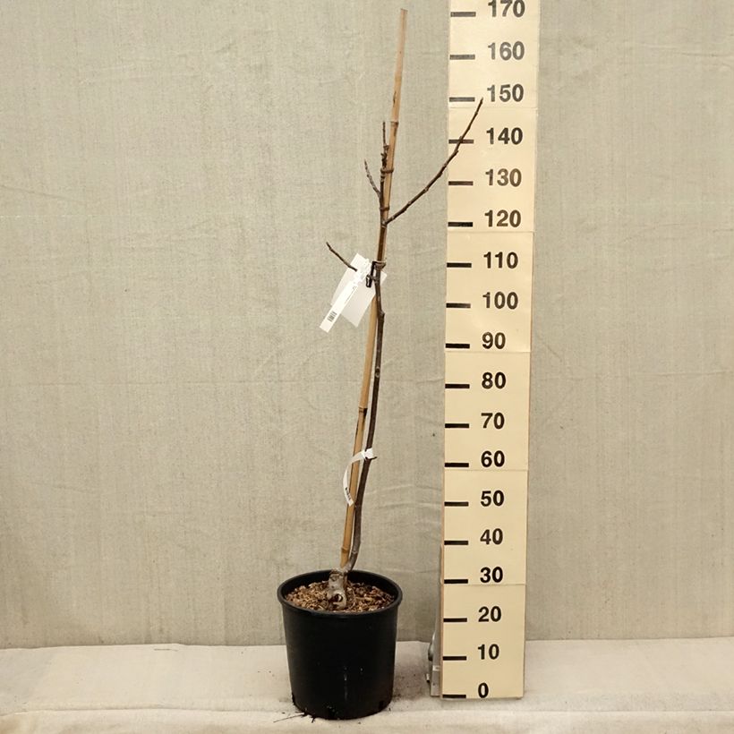 Exemplaar van Walnoot Franquette Pot van 12 l/15 l, Kroonhoogte zoals geleverd in de lente