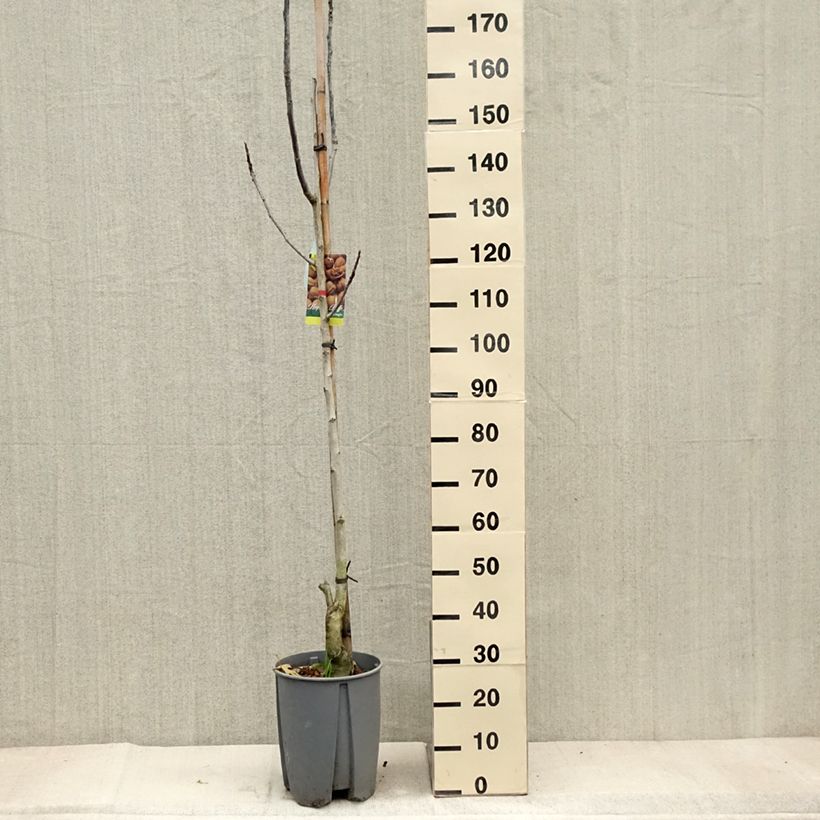 Exemplaar van Walnoot Franquette Pot van 7,5 l/10 l, Half-hoge stam zoals geleverd in de herfst