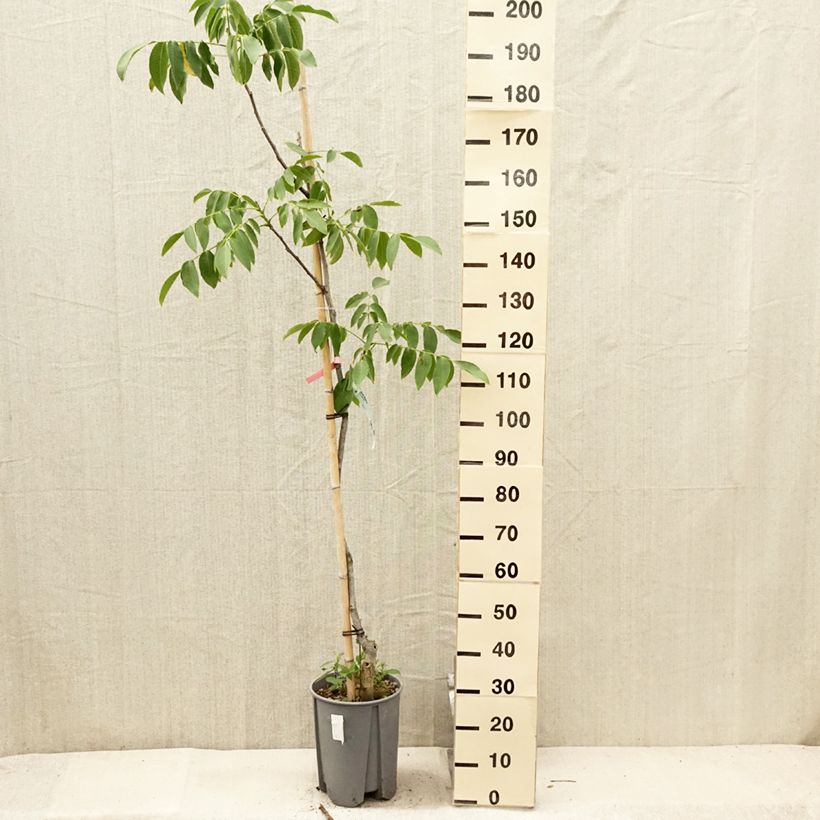 Exemplaar van Walnoot Franquette Pot van 7,5 l/10 l, Half-hoge stam zoals geleverd in de zomer