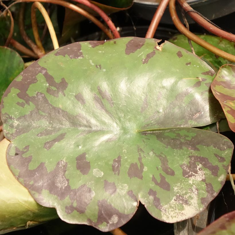 Nymphaea Alba Delicata - Waterlelie (Blad)