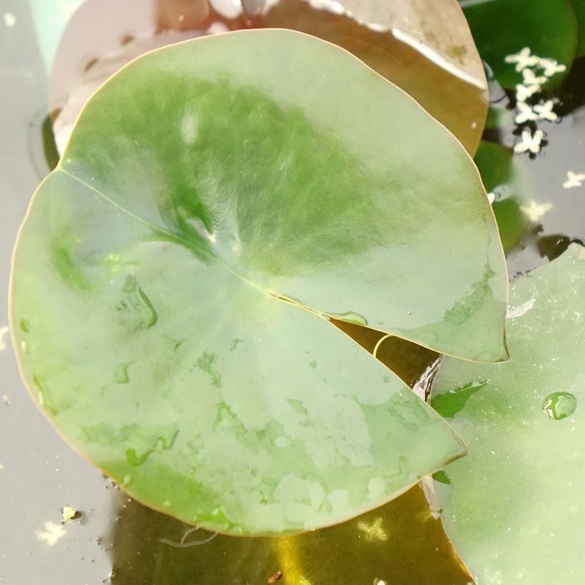 Nymphaea Albatros - Waterlelie (Blad)