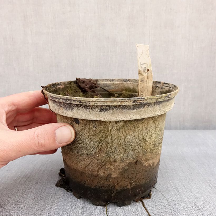 Example of Nymphaea Amabilis - Nénuphar rose rustique Pot van 1,5 l/2 l as you get in hiver