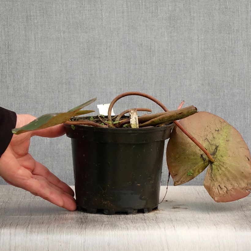 Exemplaar van Nymphaea Amabilis - Waterlelie Pot van 1,5 l/2 l zoals geleverd in de lente