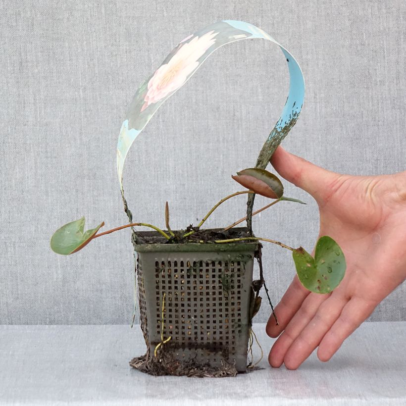 Example of Nymphaea American Star - Nénuphar rustique rose Pot van 1 l/1,5 l as you get in ete