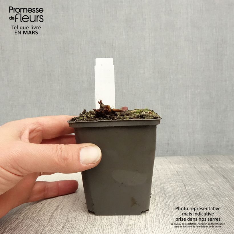 Exemplaar van Nymphaea Attraction - Waterlelie Kweekpotje van 8/9 cm zoals geleverd in de lente