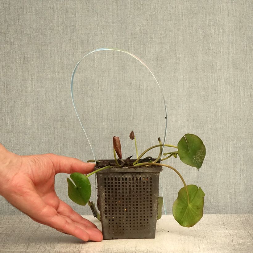 Exemplaar van Nymphaea Attraction - Waterlelie Pot van 1 l/1,5 l zoals geleverd in de zomer